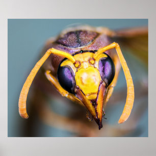 Pôster Hornet Aproximado