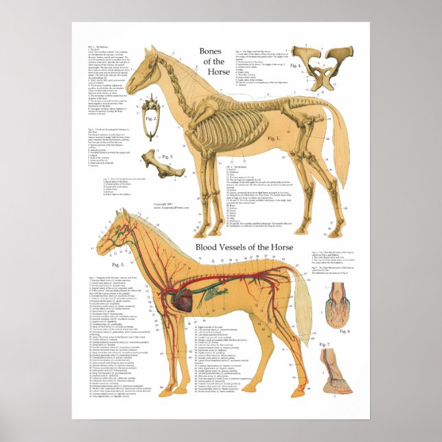 Poster Horse Anatomia Arterial Esqueletal (Frente)