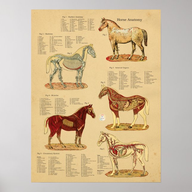 Poster Horse Anatomy Veterinary Chart (Frente)