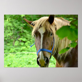Poster Horse Brown BelDraft Photo