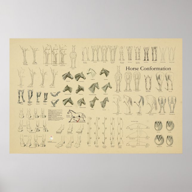 Poster Horse Equine Conformation Chart Legs Gait (Frente)