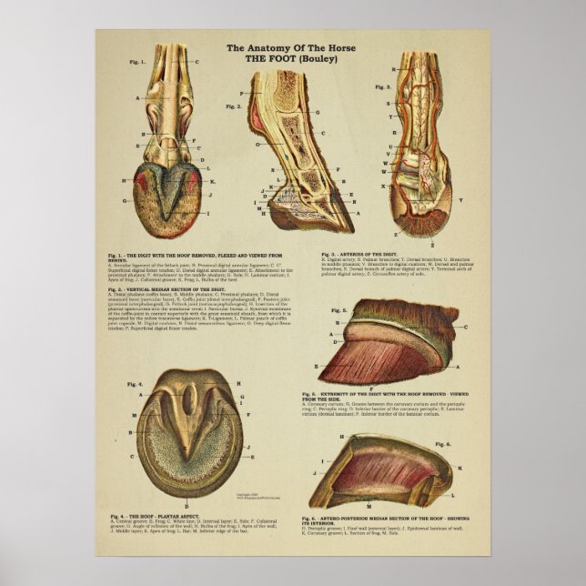 Poster Horse Foot Hoof Anatomy (Frente)