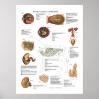 Horse Internal Organics Anatomy Veterinary Chart