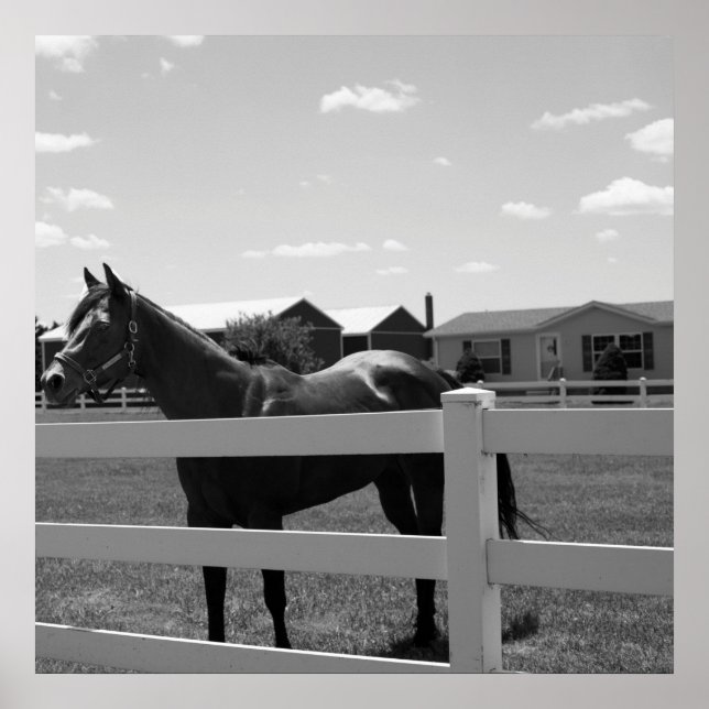 Poster Horse Photo (Frente)