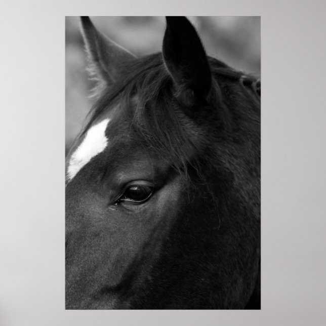 Poster Horse wapcn (Frente)