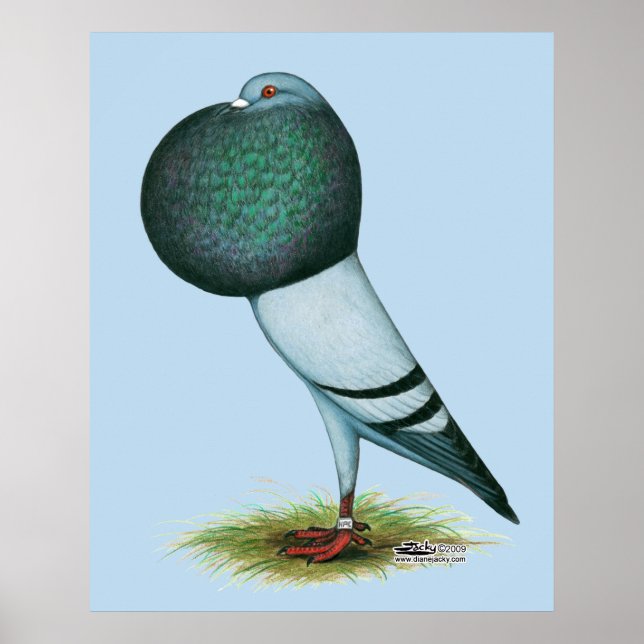 Poster Horseman Pouter Azul (Frente)