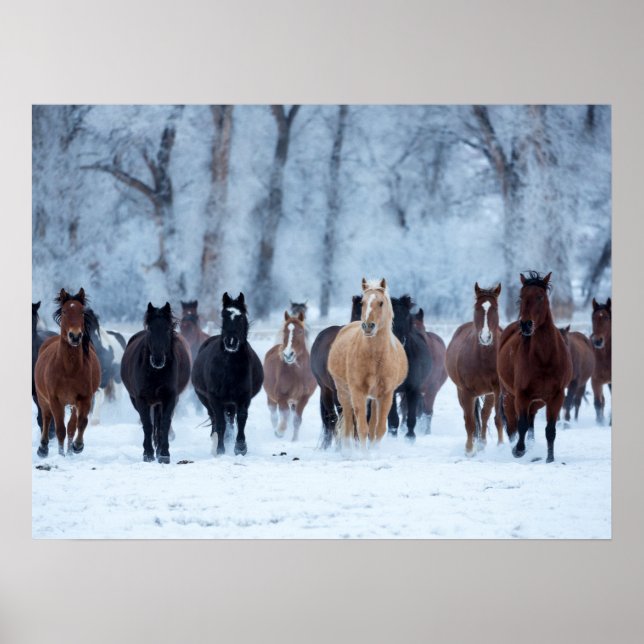 Poster Horses in the Cold (Frente)
