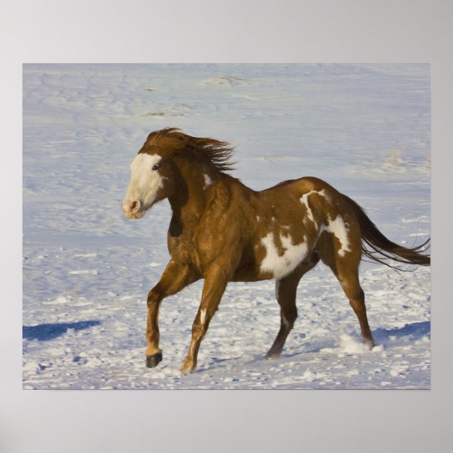 Poster Horses Running in Snow (Frente)