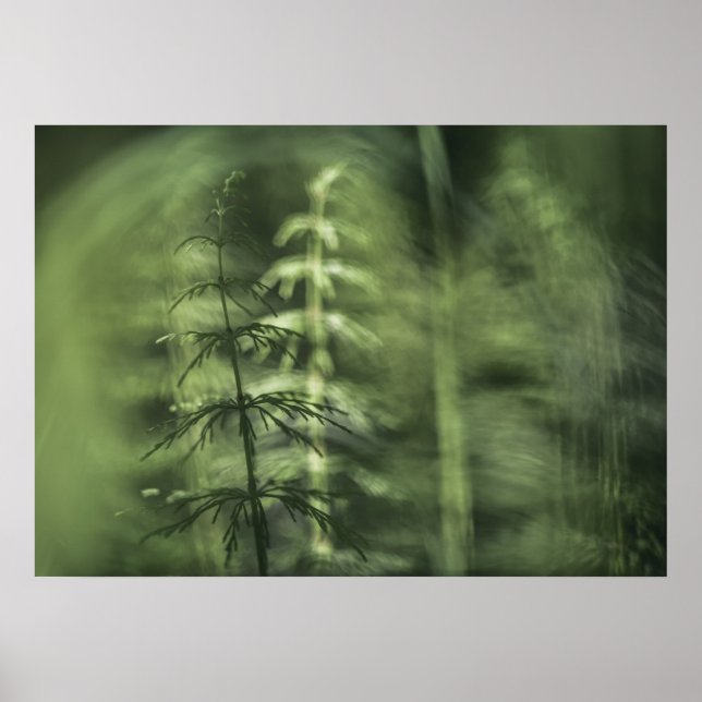 Poster Horsetail Foto verde design floral (Frente)