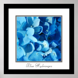 Pôster Hortênsia Azul