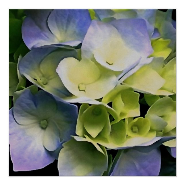 Pôster Hortensia Blossom Arte Botânica Azul E Amarelo (Frente)