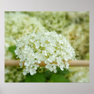 Poster Hortênsia branca
