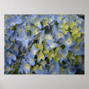 Pôster hortensia en fleur
