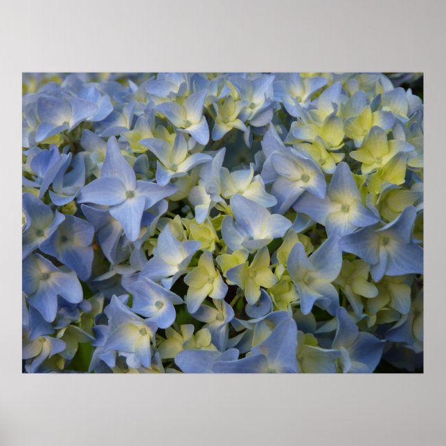 Pôster hortensia en fleur (Frente)