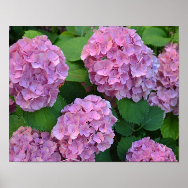 Poster Hortensia hydrangea bush rosa (Frente)