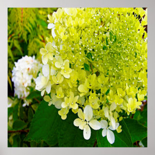 Poster Hortênsia Limelight Verde Chartreuse Elegante
