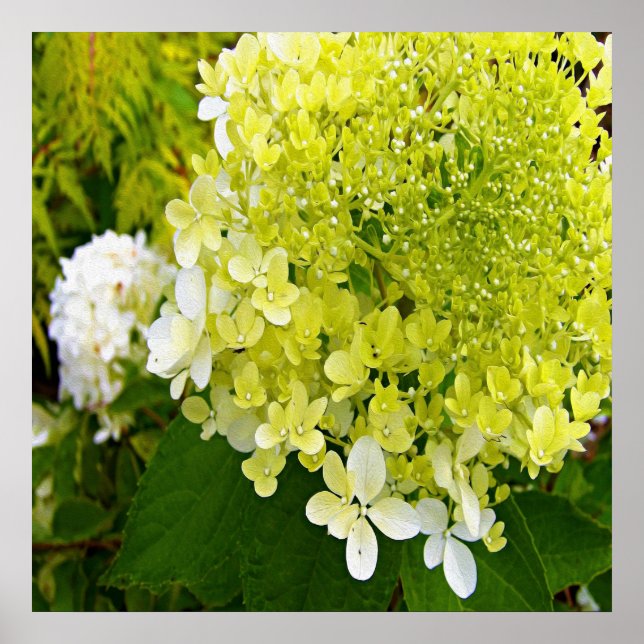 Poster Hortênsia Limelight Verde Chartreuse Elegante (Frente)
