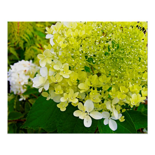 Pôster Hortênsia Limelight Verde Chartreuse Elegante (Frente)