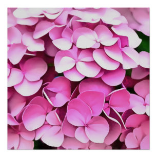 Pôster Hortensia Pink Petals Abstrato artística