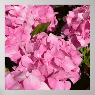 Poster Hortênsia Rosa