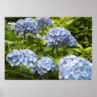 Poster Hortênsias Azuis com Tons Variados