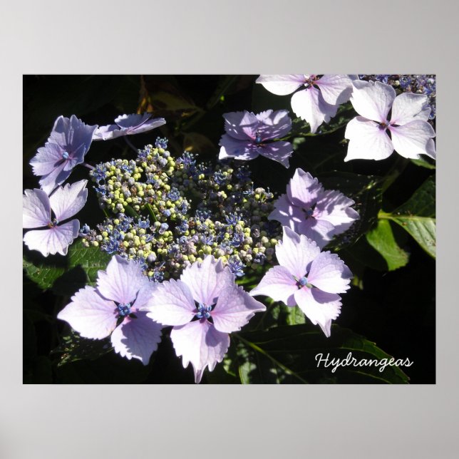 Poster Hortênsias Elegantes (Frente)