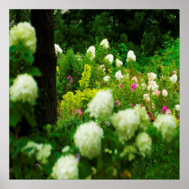 Poster Hortênsias Limelight no Meu Jardim Rubio