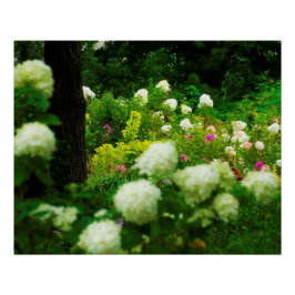 Pôster Hortênsias Limelight no Meu Jardim Rubio