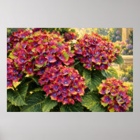 Hortênsias Magenta Vibrante em Luz de Jardim Doura