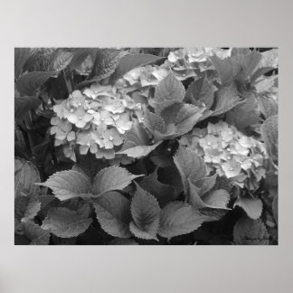 Poster Hortênsias Pretas e Brancas