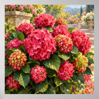 Hortênsias Rosa Iluminadas pelo Sol em um Jardim E