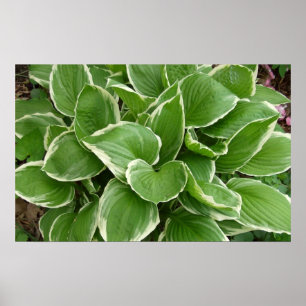 Pôster hosta