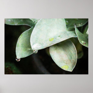 Poster Hosta com gotas de chuva