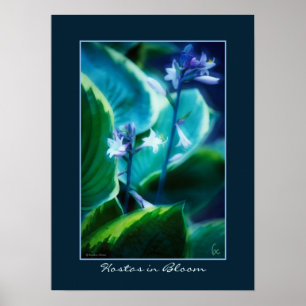 Pôster Hostas na flor