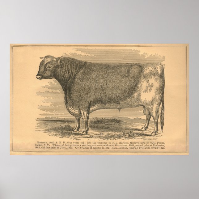 Poster Hotspur, Primeiro Prêmio Bull em Utica, 1863 (Frente)