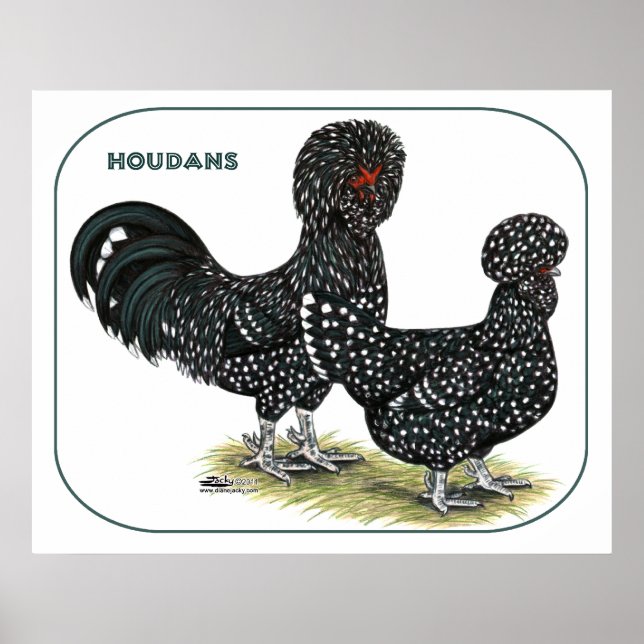 Pôster Houdan Chickens (Frente)