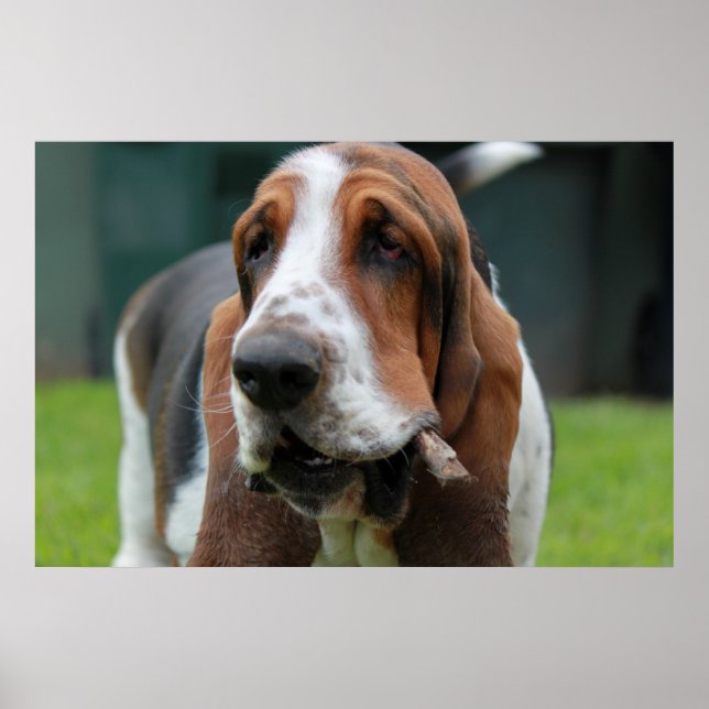 Pôster Hound Basset (Frente)