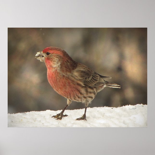 Poster House Finch (Frente)