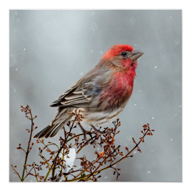 Pôster House Finch in Snow - Foto original (Frente)