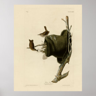 Poster House Wren from Audubon's Birds of America