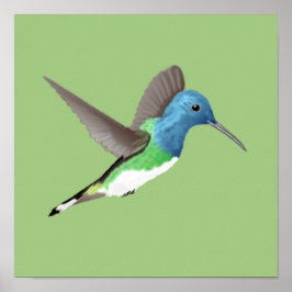 Poster Hovering Jacobin Hummingbird - transparente.