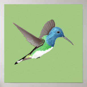Poster Hovering Jacobin Hummingbird - transparente.