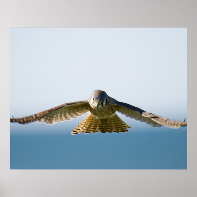 Poster Hovering Kestrel (Frente)