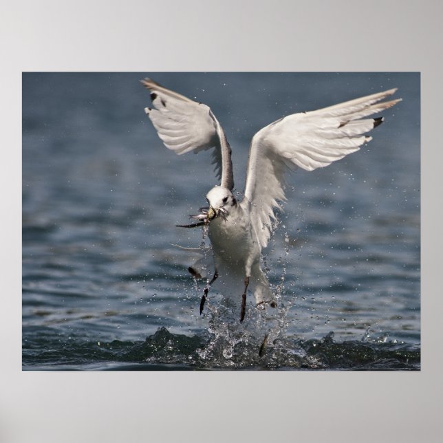 Poster Hovering Kittiwake (Frente)