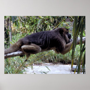 Poster Howler Monkey Hangout