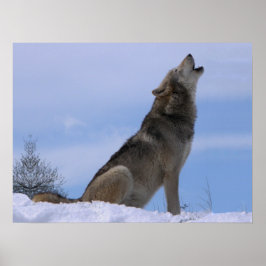 Pôster Howling Alaskan Timber Wolf