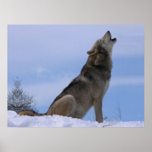Pôster Howling Alaskan Timber Wolf