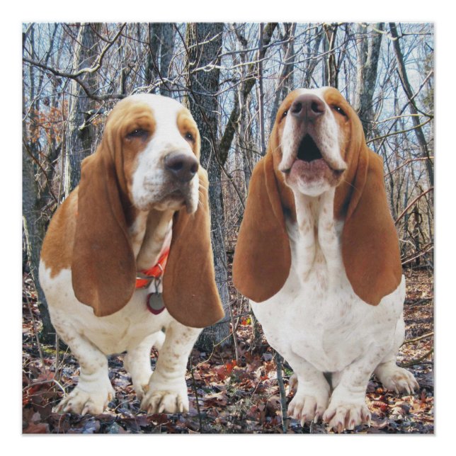 Pôster Howling Basset Hound Woodland Poster (Frente)