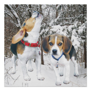Pôster Howling Beagle Pup & Beagle Buddy Poster