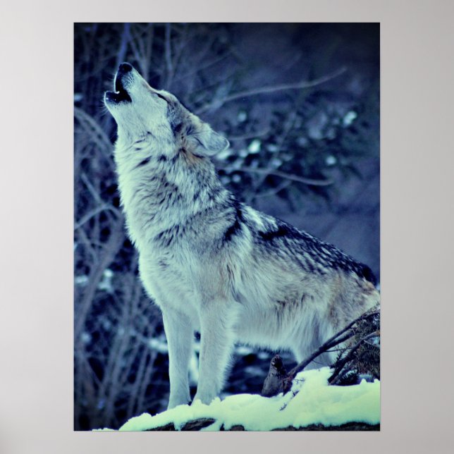 Poster Howling Wolf Winter Forest (Frente)